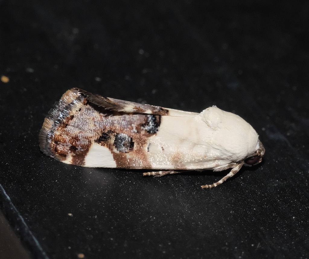 Tarache toddi