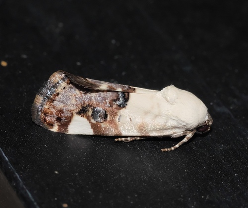 Tarache toddi