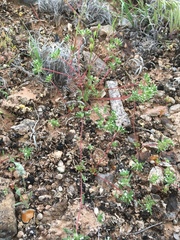 Ipomopsis polycladon