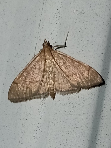 Anania mysippusalis photo 3