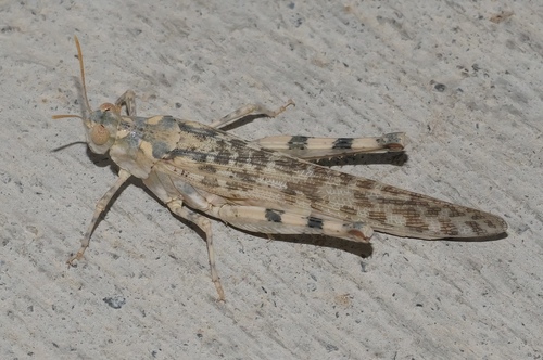 Alkali Grasshopper photo 6
