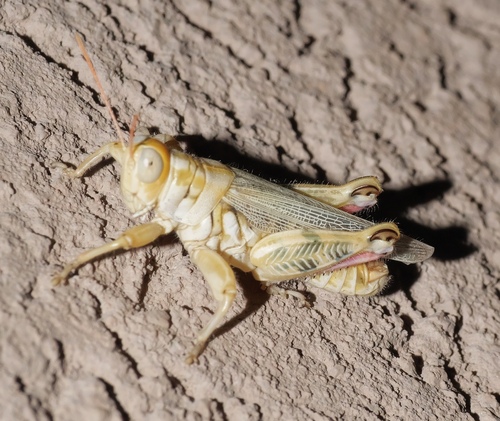 Narrow-winged Saltbush Grasshopper photo 3