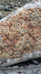 Cryptolepas rhachianecti