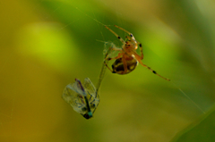 Araneus workmani