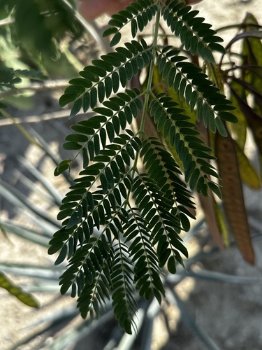 Leucaena diversifolia, photograph 5