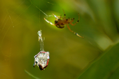 Araneus workmani