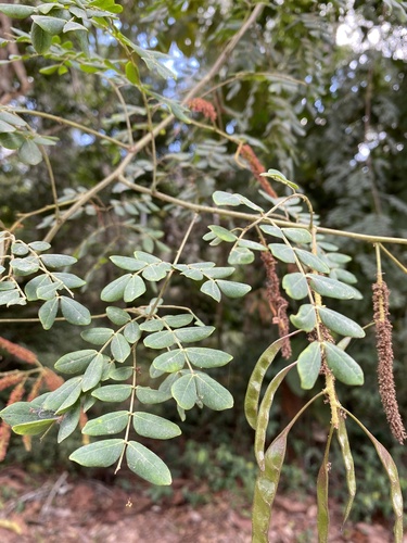 Piptadenia adiantoides