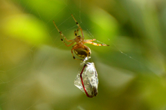 Araneus workmani
