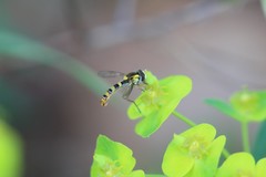 Sphaerophoria philanthus