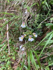 Euphrasia transmorrisonensis