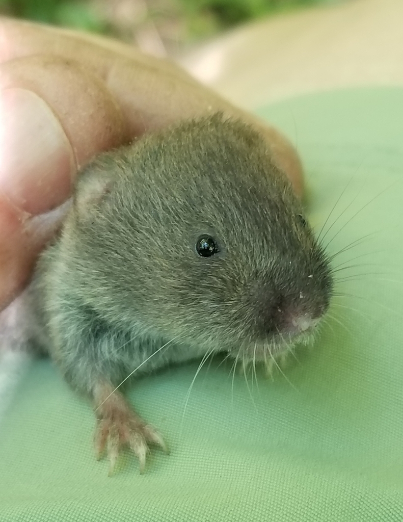 Woodland Vole in June 2024 by Kristin A. Bakkegard · iNaturalist