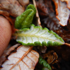 Dryas ajanensis