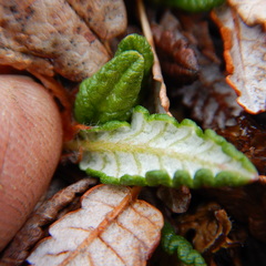 Dryas ajanensis