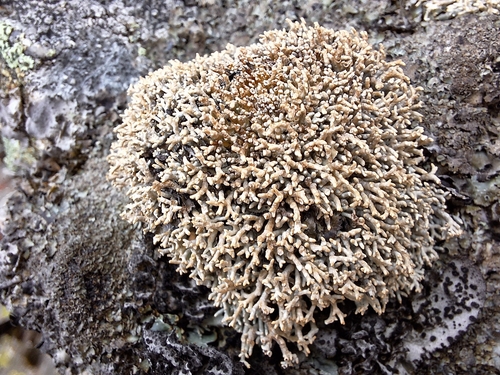 Fragile Coral Lichen