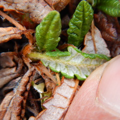 Dryas ajanensis