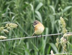 Polystictus pectoralis