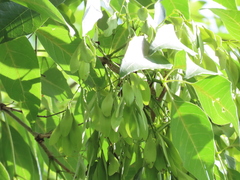 Fraxinus caroliniana