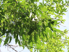 Fraxinus caroliniana