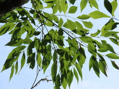 Fraxinus caroliniana