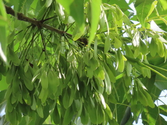 Fraxinus caroliniana