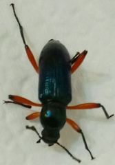 Strongylium erythrocephalum