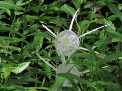 Hymenocallis crassifolia