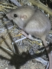 Perognathus