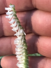 Spiranthes vernalis image
