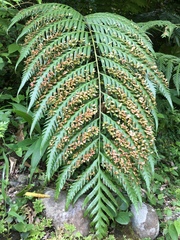 Woodwardia prolifera