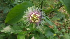 Passiflora serratifolia