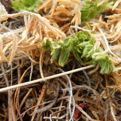 Oxytropis borealis viscida