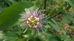 Passiflora serratifolia