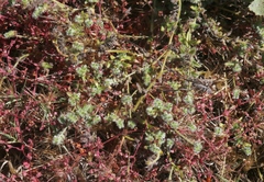 Cryptantha clevelandii