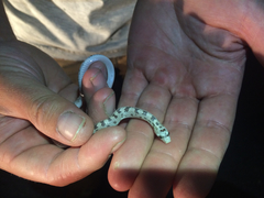 Phyllorhynchus decurtatus