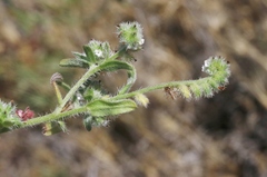 Cryptantha clevelandii
