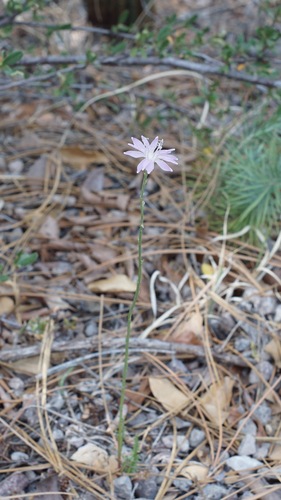 Image of Stephanomeria thurberi by (c) Andrew Tree, some rights reserved (CC BY)