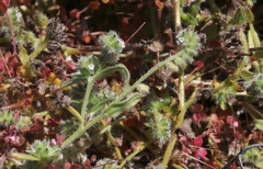 Cryptantha clevelandii