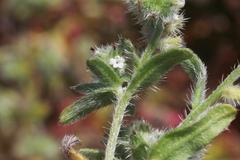 Cryptantha clevelandii