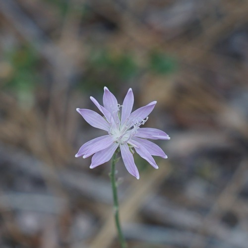 Image of Stephanomeria thurberi by (c) Andrew Tree, some rights reserved (CC BY)