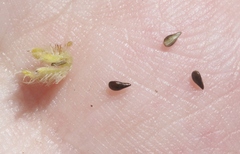 Cryptantha clevelandii