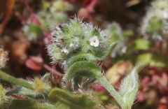 Cryptantha clevelandii