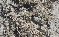 Atriplex watsonii