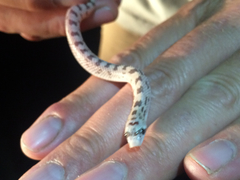 Phyllorhynchus decurtatus