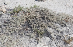 Atriplex watsonii