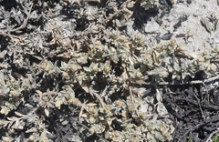 Atriplex watsonii