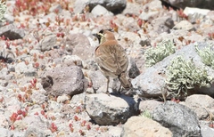 Eremophila alpestris insularis