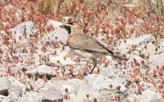 Eremophila alpestris insularis