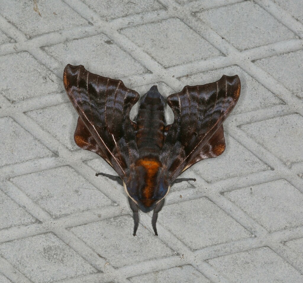 Small-eyed Sphinx from Mont-Joli, QC, Canada, 1101 rue Lussier on June ...