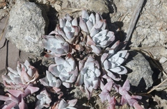 Dudleya gnoma