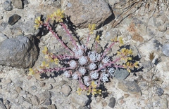 Dudleya gnoma